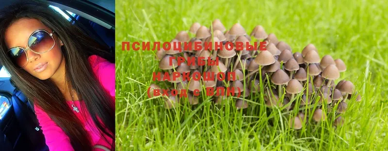 Галлюциногенные грибы MAGIC MUSHROOMS  что такое наркотик  Верхний Тагил 